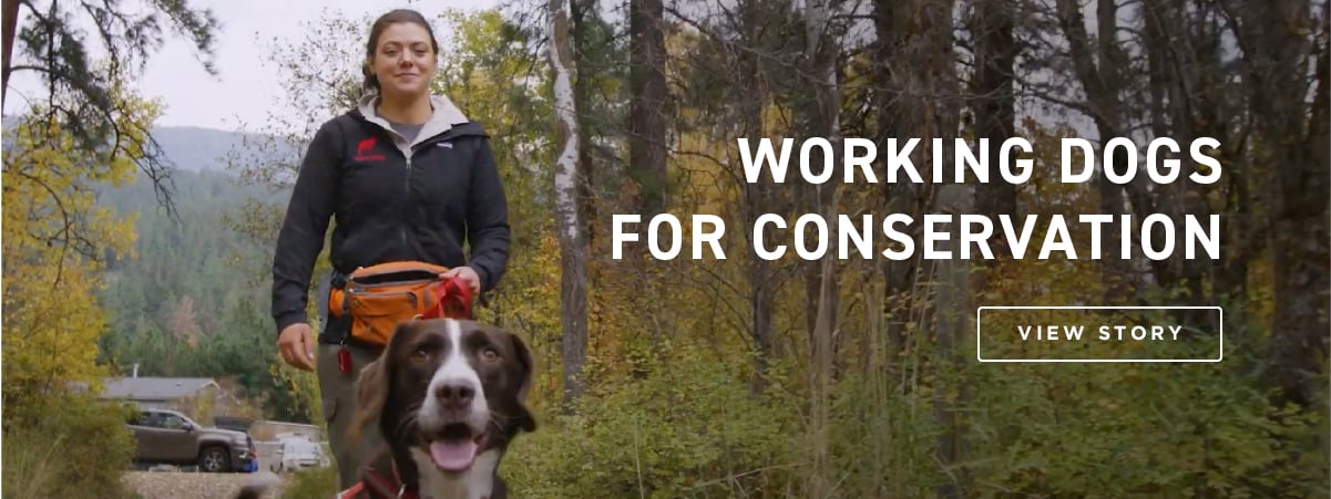 Working Dogs for Conservation Feature